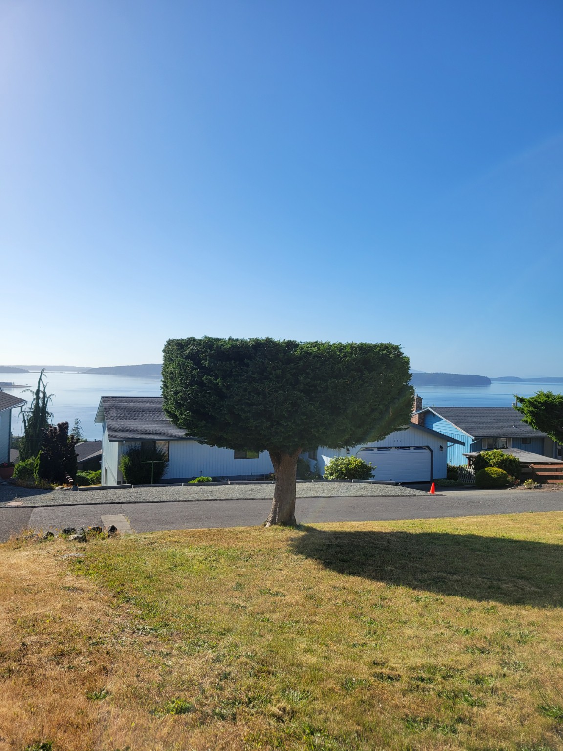Professionally pruned landscape tree